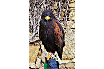 Greifvogel__29.JPG