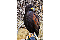 Greifvogel__30.JPG