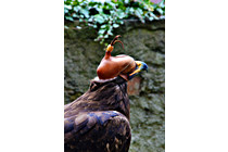 Greifvogel__31.JPG