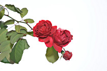 perg_0107.JPG