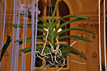 kv_ball_0028.JPG