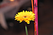 leonding_0029.JPG
