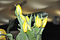 ochsner_0147.JPG