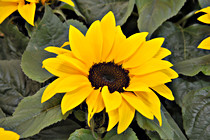 foedinger_0113.JPG
