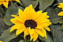 foedinger_0116.JPG