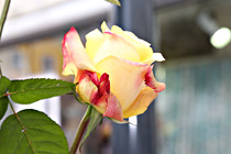 vinum_perg_02033.JPG