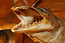 fischersepp_0023.JPG