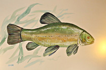 fischersepp_0030.JPG