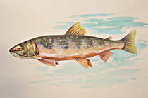 fischersepp_0031.JPG