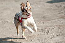 Helden_Hunde_0005.JPG