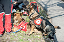 Helden_Hunde_0008.JPG