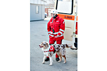 Helden_Hunde_0021.JPG